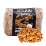Image thumbnail: Wholesale | 8pc. Organic Nameko Mushroom Sawdust Spawn
