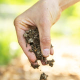 Image thumbnail: Wholesale | 8pc. Organic Nameko Mushroom Sawdust Spawn