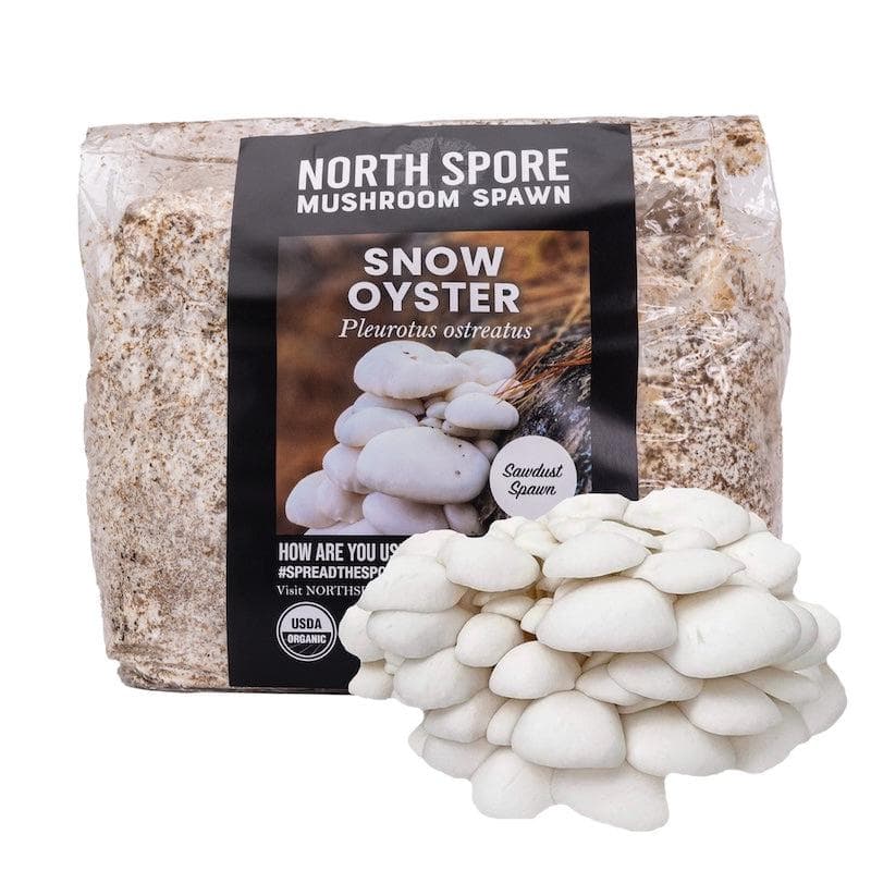 Wholesale | 8pc. Organic Snow Oyster Mushroom Sawdust Spawn