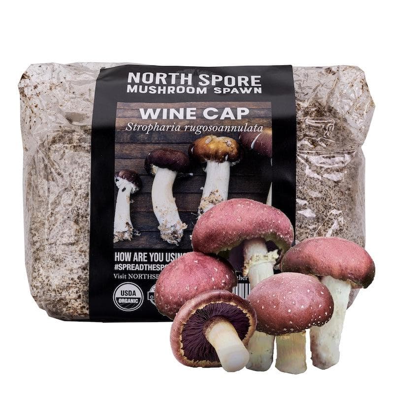 Wholesale | 8pc. Organic Wine Cap Mushroom Sawdust Spawn