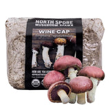 Image thumbnail: Wholesale | 8pc. Organic Wine Cap Mushroom Sawdust Spawn