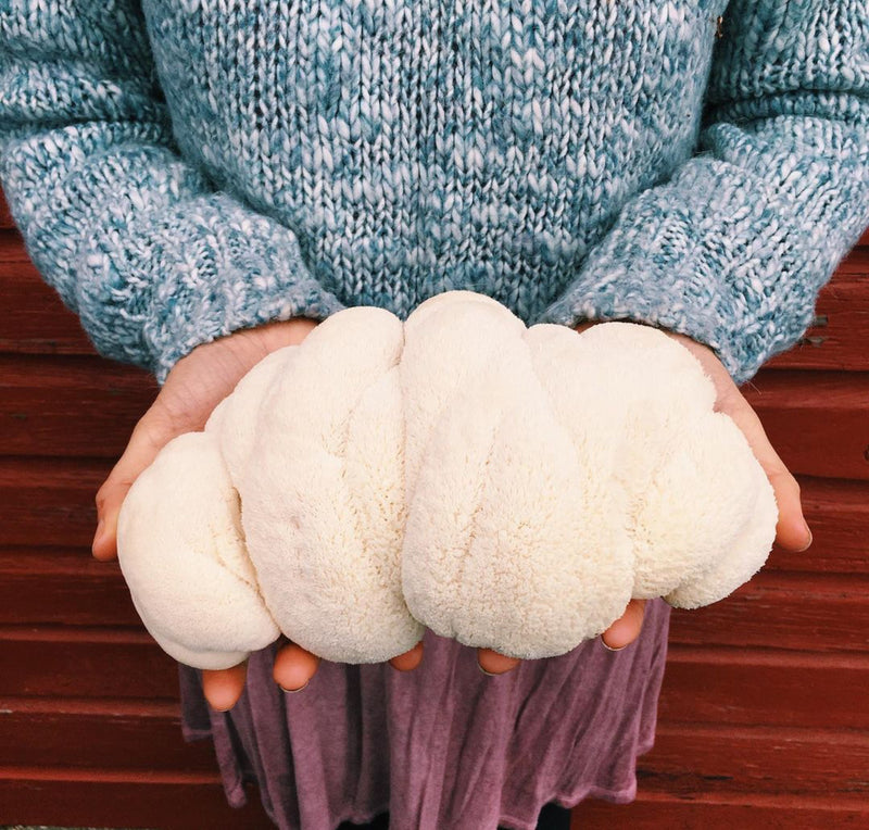 Wholesale | Case Polar Bear Lion's Mane ‘Spray & Grow’ Kits