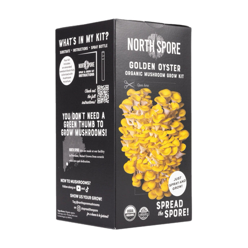 Wholesale | Organic Golden Oyster ‘Spray & Grow’ Kits