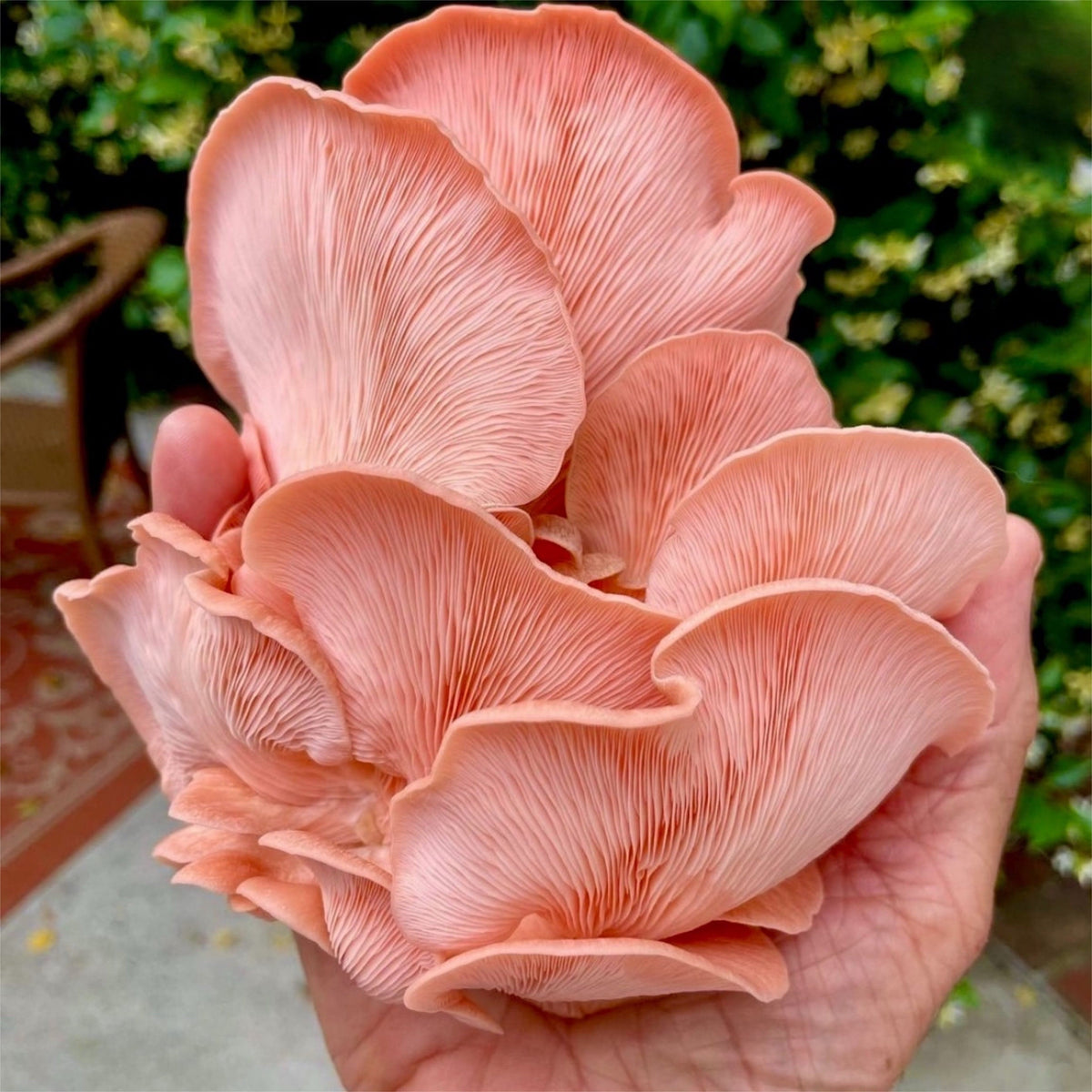 Wholesale | Organic Pink Oyster ‘Spray & Grow’ Kits