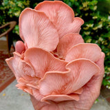 Image thumbnail: Wholesale | Organic Pink Oyster ‘Spray & Grow’ Kits