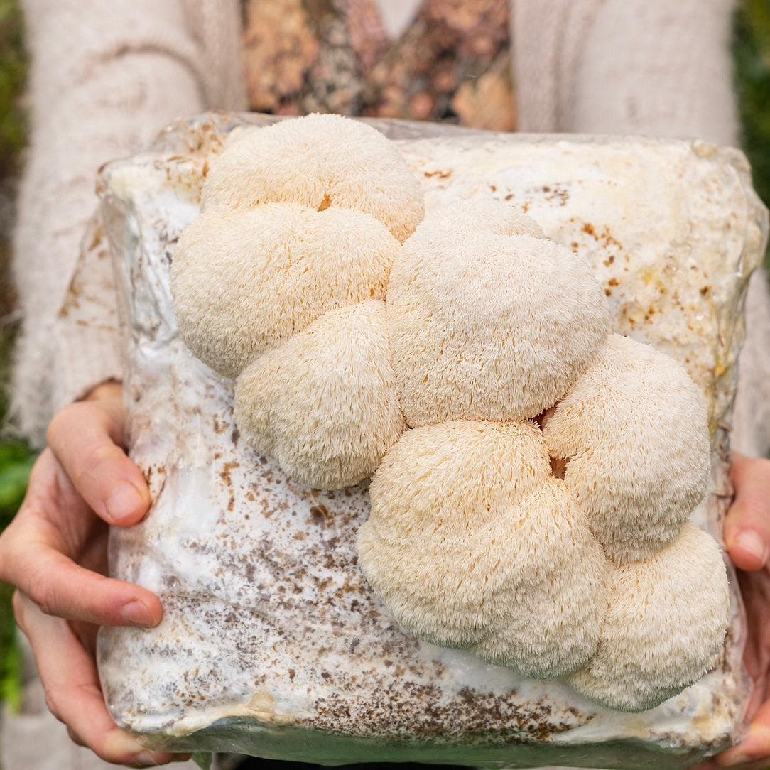 Wholesale | 8-Pack 'Mastr Mix' Sterile Soyhull & Hardwood Mushroom Substrate