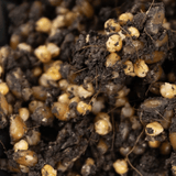 Image thumbnail: Wholesale | 'ShroomTek' All-In-One Mushroom Grow Bag