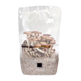 Image thumbnail: Wholesale | 'ShroomTek' All-In-One Mushroom Grow Bag