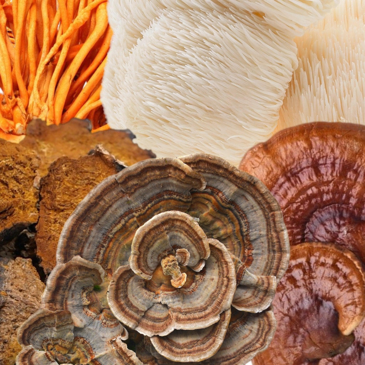 Wholesale | Functional 5 Mushroom Blend 70% Dark Chocolate Bar