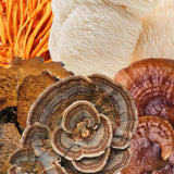 Image thumbnail: Wholesale | Functional 5 Mushroom Blend 70% Dark Chocolate Bar